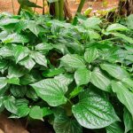 4 cách nấu canh lá lốt ngon từ những nguyên liệu đơn giản