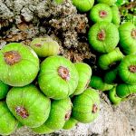 Cách nấu canh quả vả: #3 công thức dễ nấu, ăn ngon