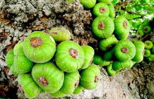 cách nấu canh quả vả